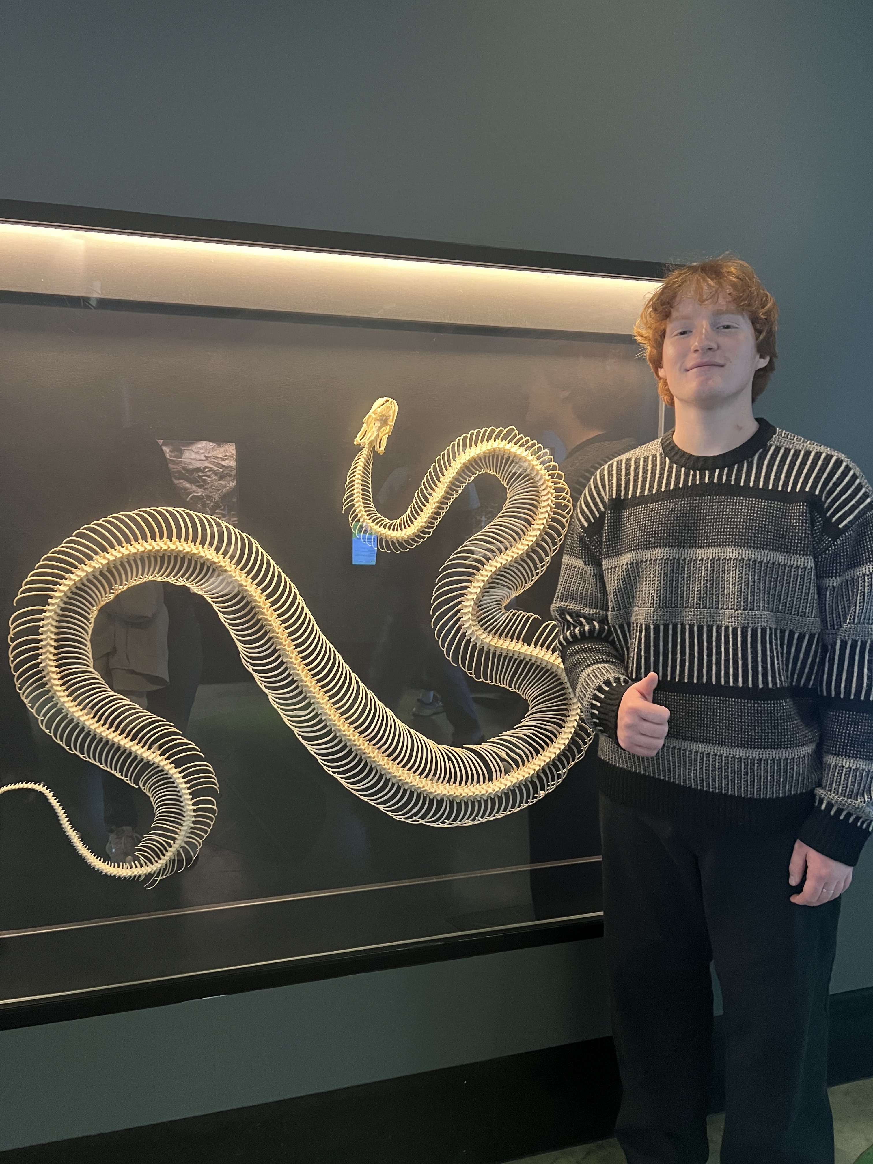 Reticulated python, I love learning about snakes!